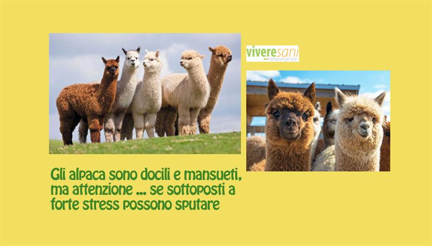 Alpaca, parente del lama Alpaca, parente del lama